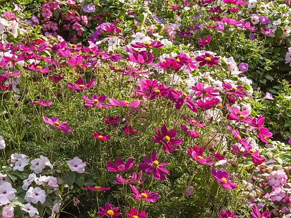 416053 - Cosmos bipinnatus