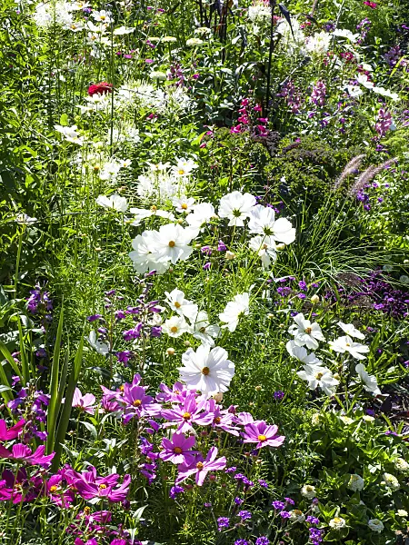 439361 - Cosmos bipinnatus