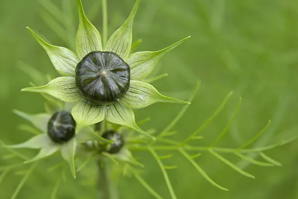 463094 - Cosmos bipinnatus