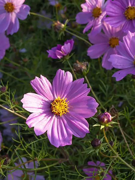 464060 - Cosmos bipinnatus