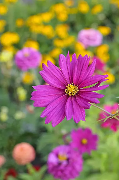 476025 - Cosmos bipinnatus