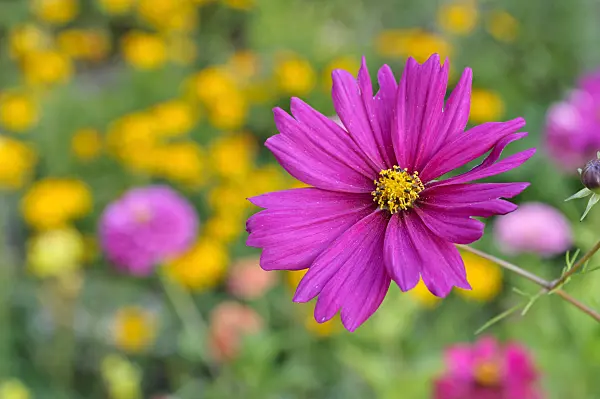 476026 - Cosmos bipinnatus