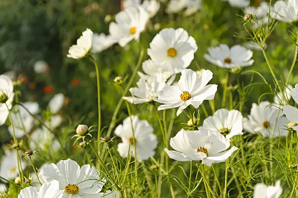 476239 - Cosmos bipinnatus