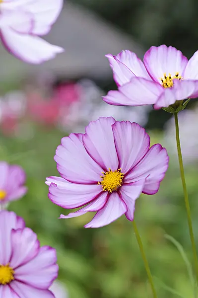 487173 - Cosmos bipinnatus