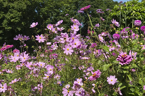 511273 - Cosmos bipinnatus