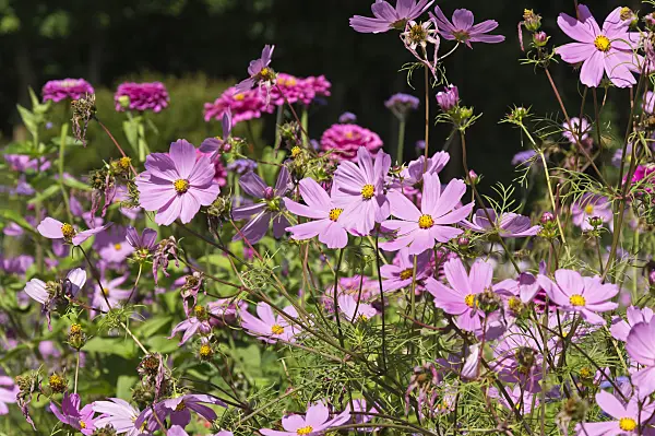 511274 - Cosmos bipinnatus