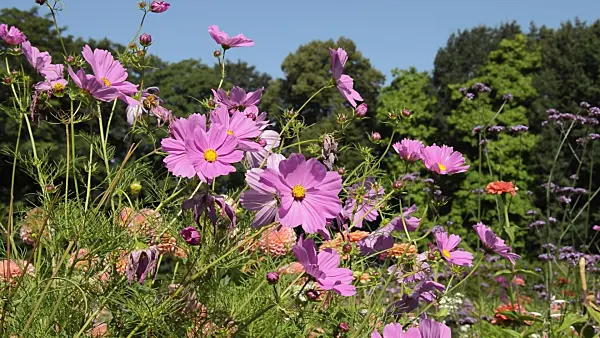 511283 - Cosmos bipinnatus