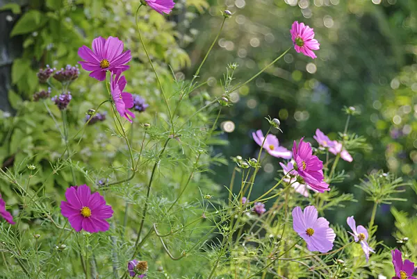 518056 - Cosmos bipinnatus