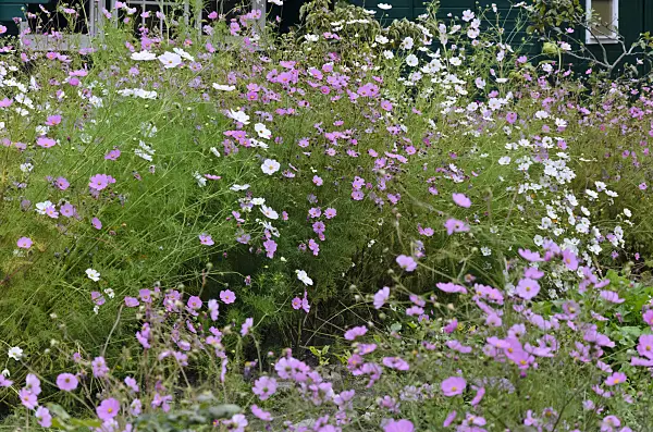 524024 - Cosmos bipinnatus