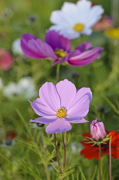549012 - Cosmos bipinnatus