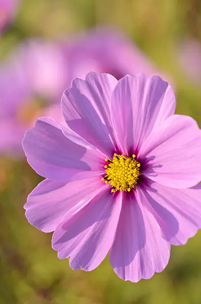 549024 - Cosmos bipinnatus