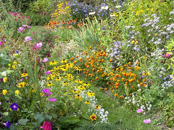 476188 - Cosmos, cone flowers (Rudbeckia), marigolds (Tagetes) and asters (Aster)