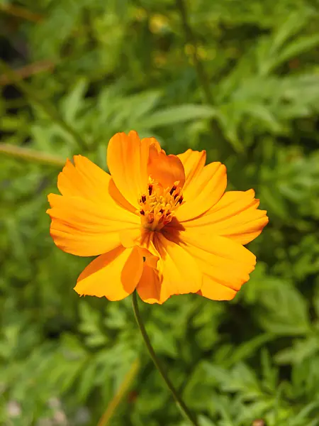 463155 - Cosmos sulphureus