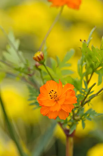 476042 - Cosmos sulphureus