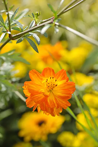 476045 - Cosmos sulphureus