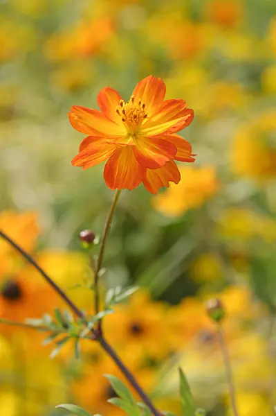 476048 - Cosmos sulphureus