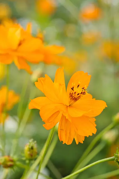 476066 - Cosmos sulphureus