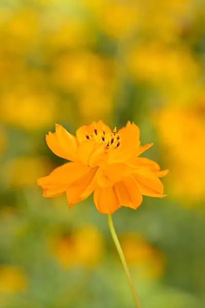 488001 - Cosmos sulphureus