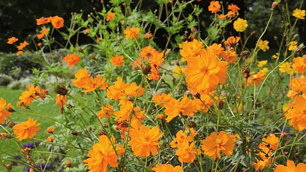 499083 - Cosmos sulphureus
