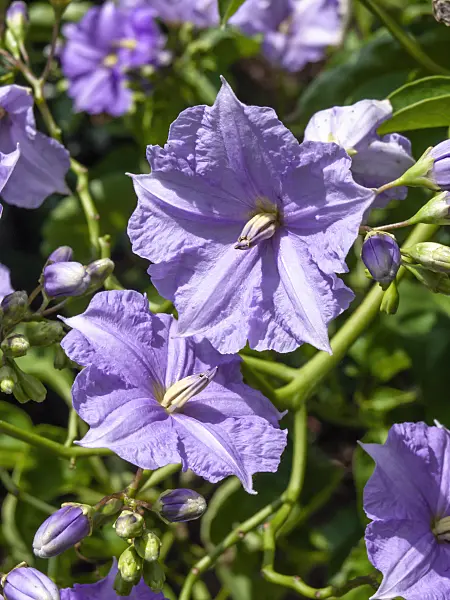 427107 - Costa Rican nightshade (Solanum wendlandii)