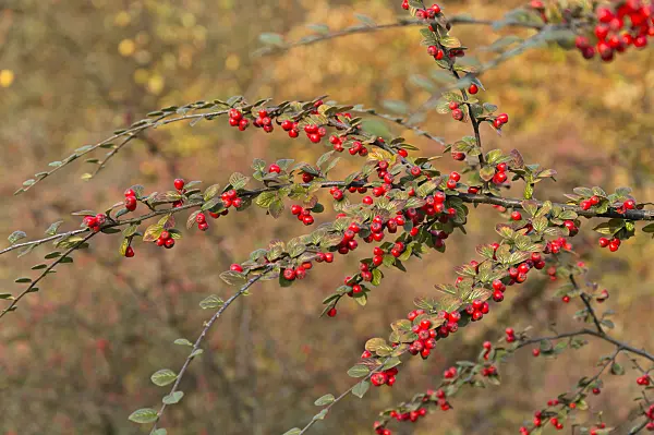 513149 - Cotoneaster (Cotoneaster)