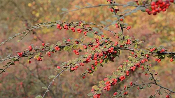 513157 - Cotoneaster (Cotoneaster)