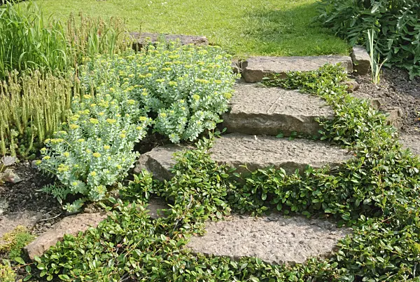 509161 - Cotoneaster (Cotoneaster) and stonecrop (Sedum)