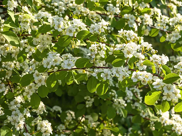 448067 - Cotoneaster (Cotoneaster boreali-chinensis)