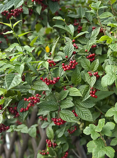 517169 - Cotoneaster (Cotoneaster bullatus)