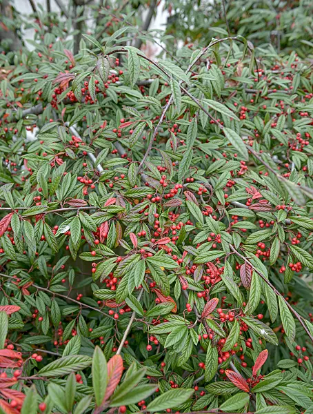 547131 - Cotoneaster (Cotoneaster floccosus)