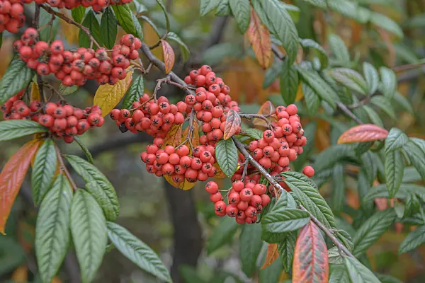 547132 - Cotoneaster (Cotoneaster floccosus)