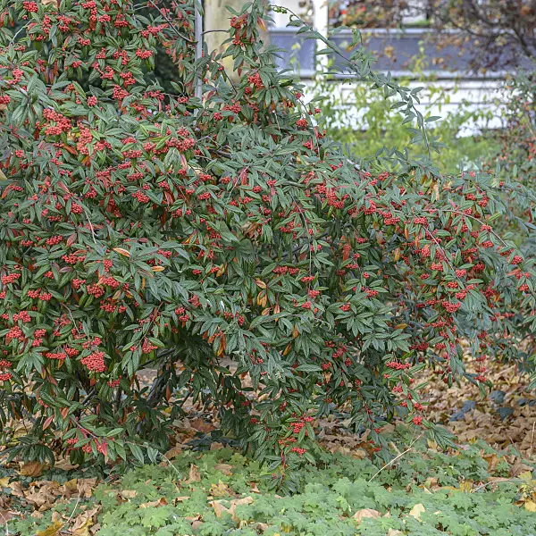 547133 - Cotoneaster (Cotoneaster floccosus)