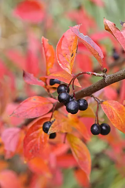 477175 - Cotoneaster (Cotoneaster foveolatus)