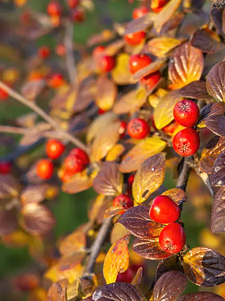 432004 - Cotoneaster (Cotoneaster insculptus)