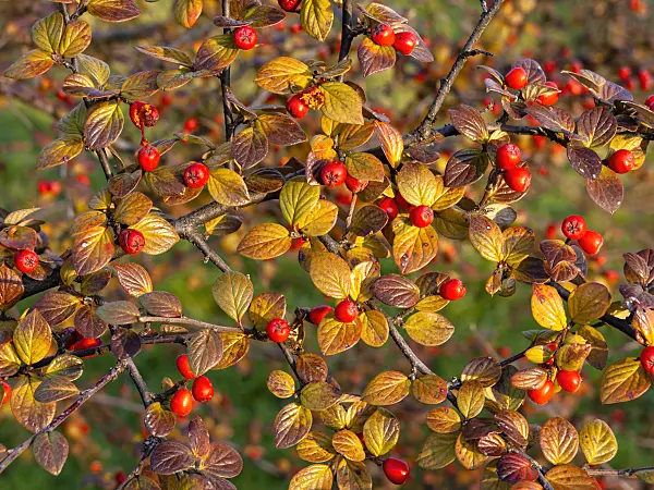 432005 - Cotoneaster (Cotoneaster insculptus)