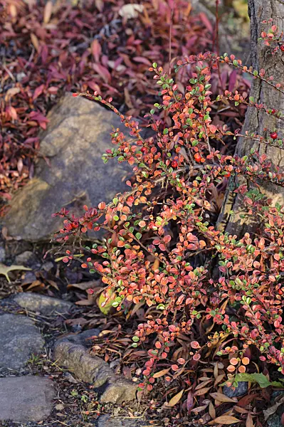 466052 - Cotoneaster (Cotoneaster procumbens)