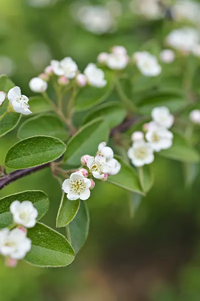 472137 - Cotonéaster (Cotoneaster racemiflora var. royleana)
