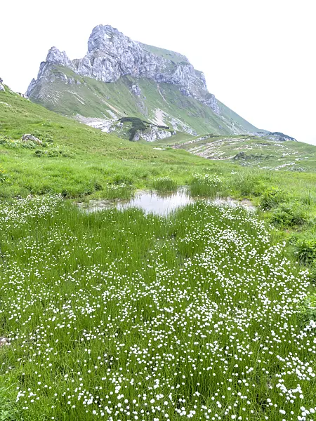 439314 - Cotton grass (Eriophorum) at Mount Sagzahn, Rofangebirge, Austria