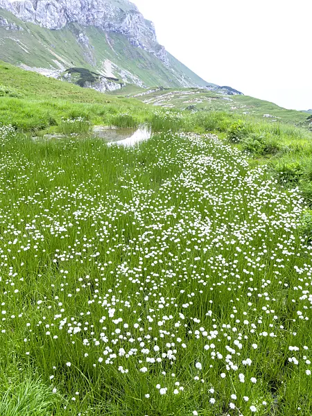 439312 - Cotton grass (Eriophorum), Rofangebirge, Austria
