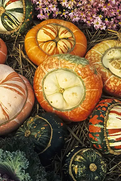383033 - Courge décorative (Cucurbita pepo 'Aladdin')