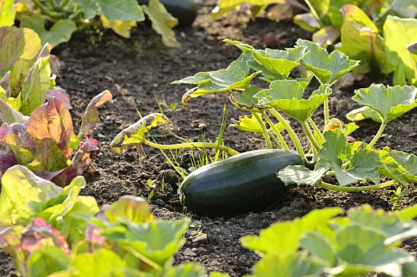 474238 - Courgette (Cucurbita pepo convar. giromontiina 'Black Beauty')