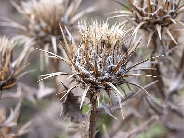 464073 - Cousinia pterocaulos
