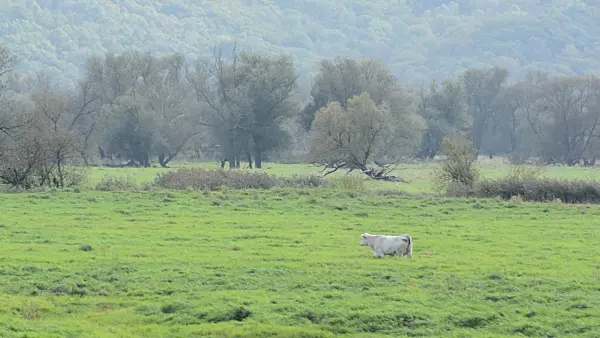 501016 - Cow on a flood meadow, Lower Oder Valley National Park, Germany
