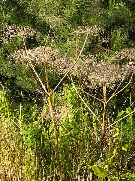 464071 - Cow parsnip (Heracleum)