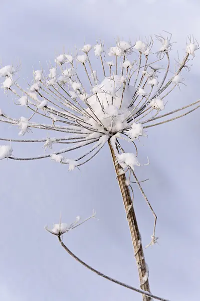 491037 - Cow parsnip (Heracleum)