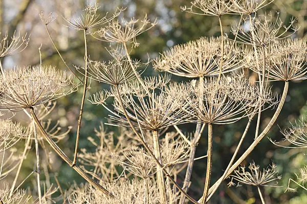 467070 - Cow parsnip (Heracleum antasiaticum)