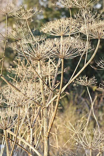 467071 - Cow parsnip (Heracleum antasiaticum)