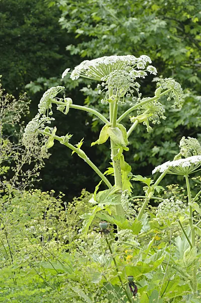 485102 - Cow parsnip (Heracleum antasiaticum)