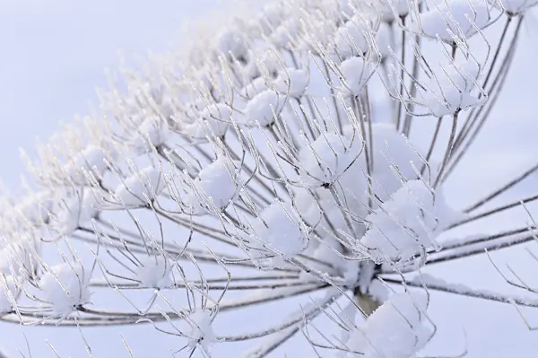 491038 - Cow parsnip (Heracleum antasiaticum)