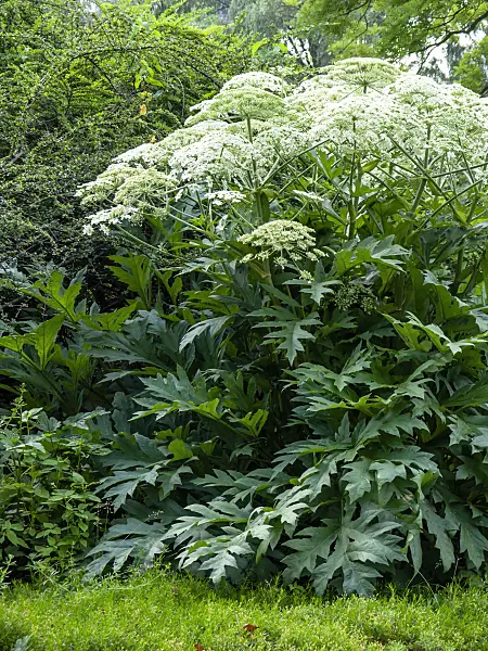 438304 - Cow parsnip (Heracleum lanatum)